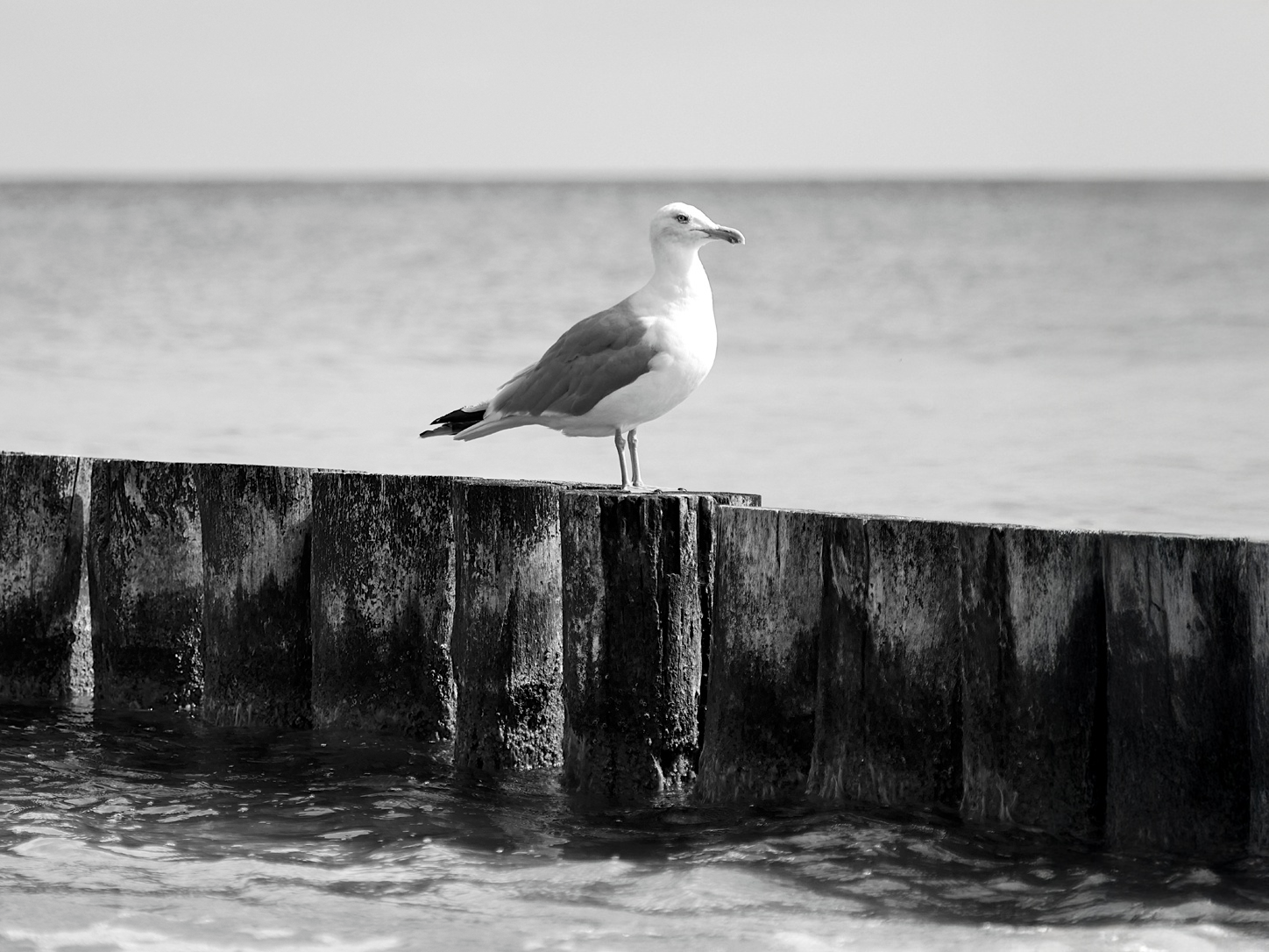 Eine Möwe steht auf Holzpfählen an einem See.